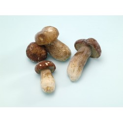 冷凍牛菌菇